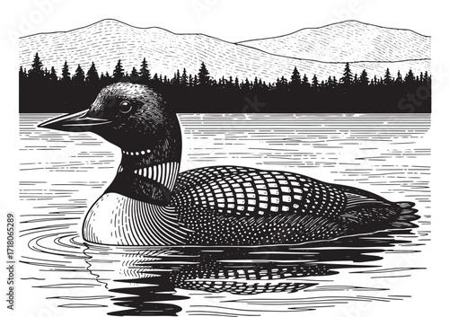 Engraved illustration of a common loon swimming on a lake with mountains and trees in the background wildlife vector art