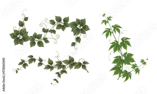 Green virginia creeper vine branches isolated on white background - Creeper plant vector art