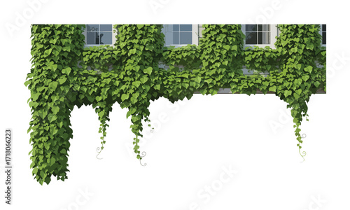 Green ivy covering a building facade with windows isolated on white background - Creeper plant vector art