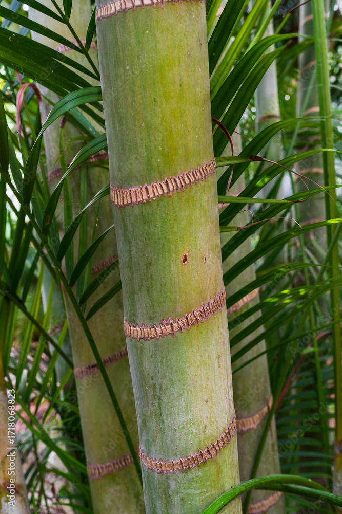 Fototapeta premium A close-up of a vibrant green tropical palm tree trunk with detailed segmented rings against a lush foliage background.