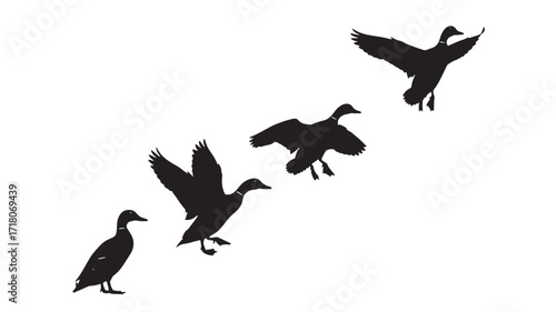 Five Ducks in Flight Sequence Black Silhouettes Vector Illustration Simple design Isolated on white background