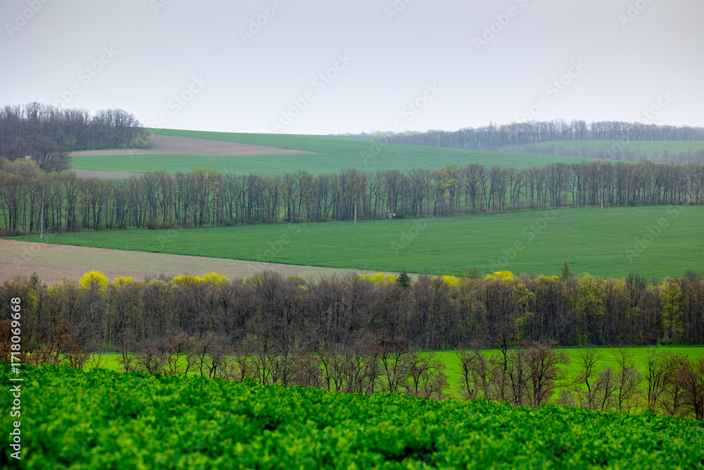 Obraz premium Farmland sown with winter cereals on the outskirts of Mliyiv village, Cherkasy region, Ukraine. The photo shows green fields with a dirt road and a windbreak, during spring, late April.