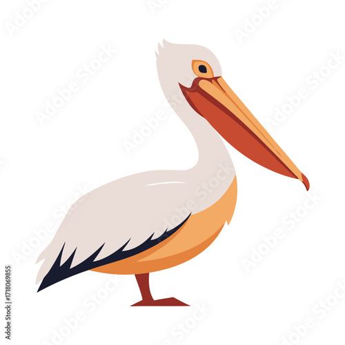 pelican on white background