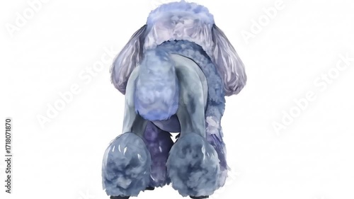 Watercolor Illustration of a Blue Gray Poodle Standing on a White Background with Textured Fur and Elegant Style