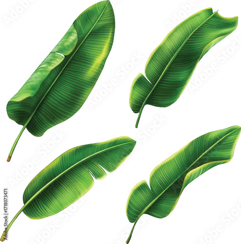 Four Large Green Banana Leaves with Yellow Edges on White Background banana leaf tropical