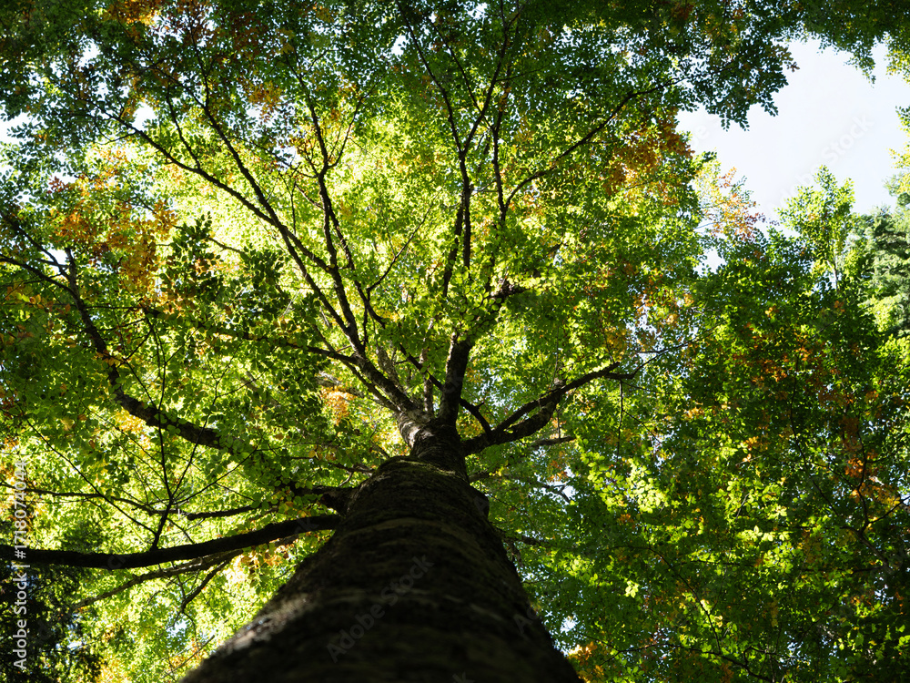 Naklejka premium Large tree full of leaves seen from the bottom to the top