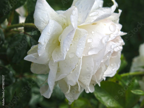 delicate white rose after the rain
