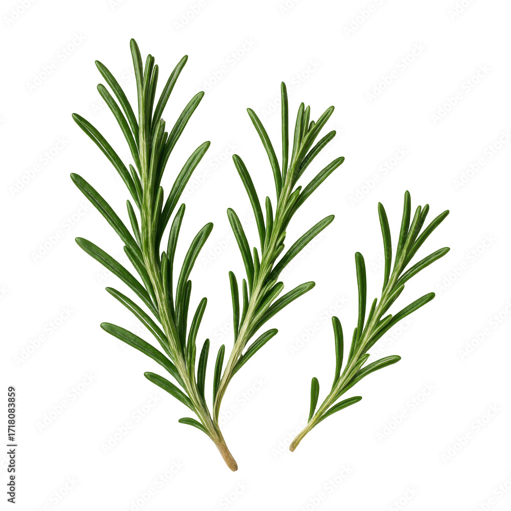 Fototapeta premium Fragrant Rosemary Herb Stems for Culinary and Medicinal Uses