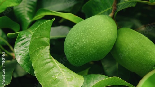 Fresh Green Mangoes On Lush Tree Branches Among Bright Garden Leaves
