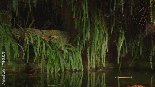 Lush Ferns Overhanging a Tranquil Water Surface in a Shadowy Forest Setting