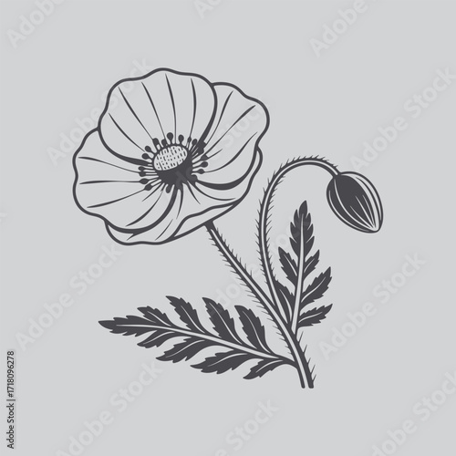 Classic Botanical Poppy Silhouette Art