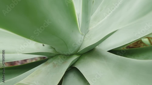 Close-Up Of Green Agave Leaves In A Rosette, Bold Succulent Foliage For Garden And Home