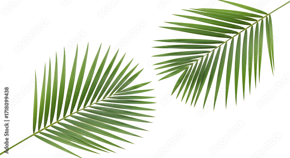Fototapeta premium Tropical Palm Leaves Isolated Against Black Background Graphic