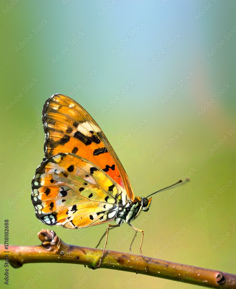 Obraz premium Imagen simbólica de una mariposa monarca que representa la transformación, la libertad y la superación personal, posada sobre una rama natural como metáfora del cambio y la esperanza
