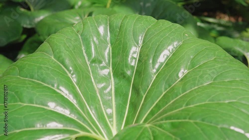 Close-Up Of Large Green Leaf With Prominent Veins And Glossy Texture For Nature Stock