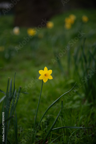 Daffodil in a Field