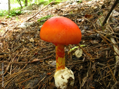 Quadro su tela Amanita hemibapha, called egg mushroom, grows in forests during summer and autumn