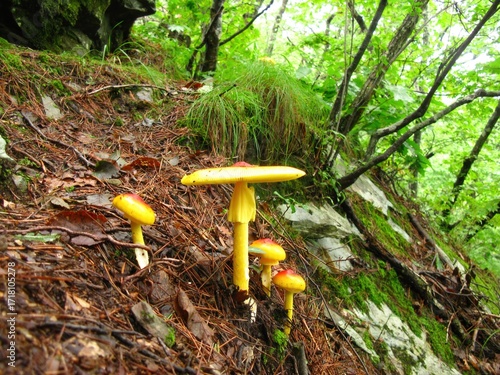 Konstfotografi Amanita hemibapha, called egg mushroom, grows in forests during summer and autumn