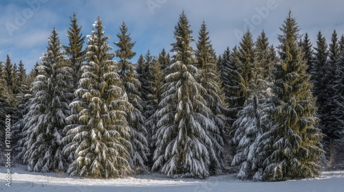 Serene winter landscape with tall snow covered pine trees under a clear blue sky,