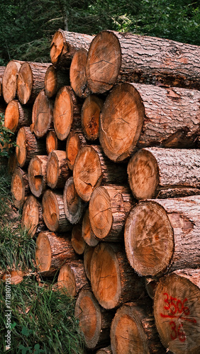 Holz aus dem Wald - Baumstämme gestapelt