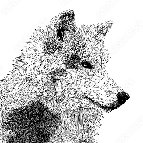 Detailed black and white wolf illustration vector art wild animal drawing canine predator wildlife nature design