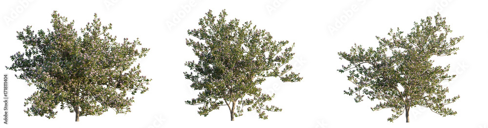 Fototapeta premium Escallonia x langleyensis apple Tree view cutout transparent background
