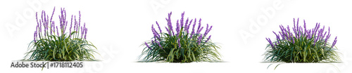 Fotografia Liriope muscari Tree cutout transparent isolate on background