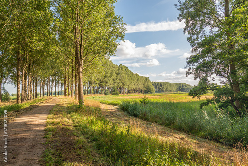 Sandy path between tall trees in a picturesque Dutch landscape. It's a sunny day with a few white clouds in the blue sky.