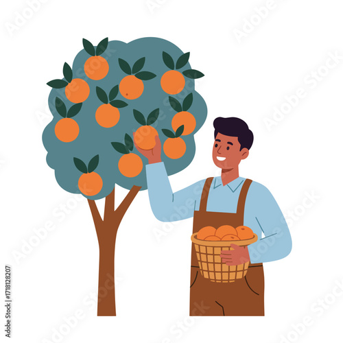 Farmer picking oranges from a tree into a basket.