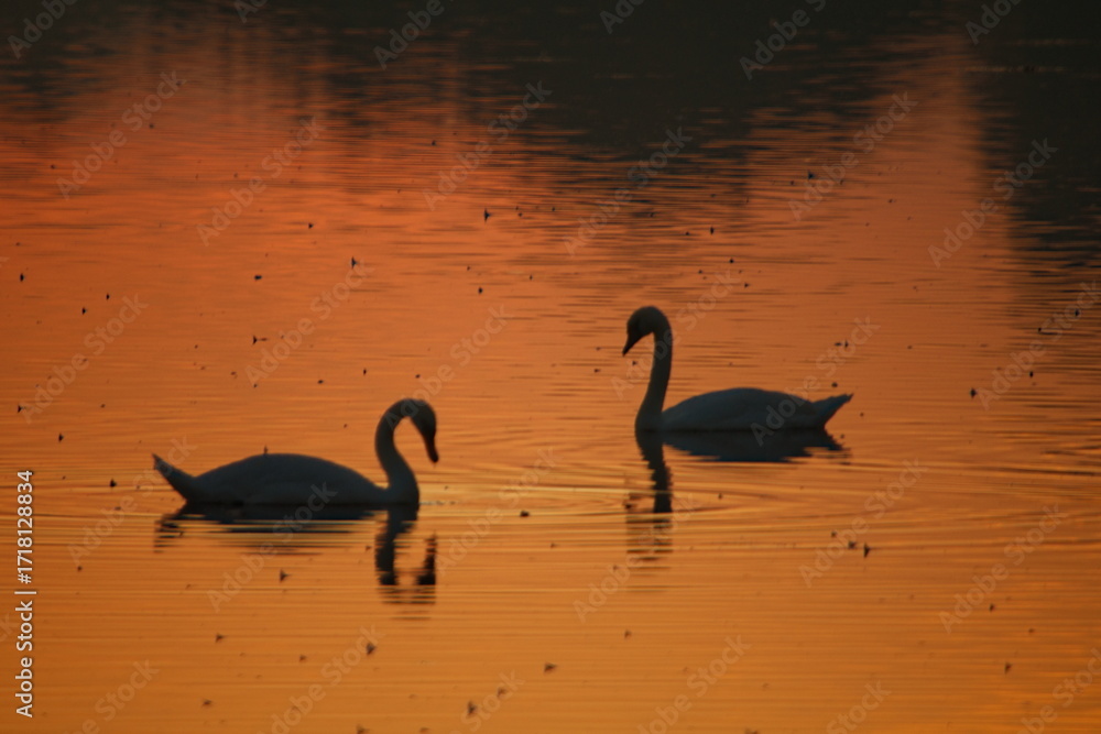 Fototapeta premium two swans in sunrise