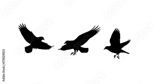 Birds in silhouette flying in unison