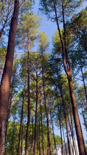 Cinematic footage of a tranquil pine forest, including low-angle shots looking up at the tall trees and sky, a close-up of a hand holding a pine cone, and details of fern plants.