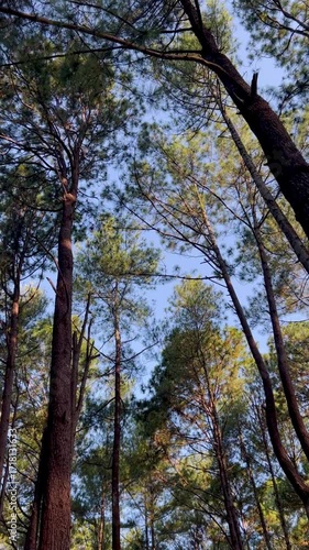 Cinematic footage of a tranquil pine forest, including low-angle shots looking up at the tall trees and sky, a close-up of a hand holding a pine cone, and details of fern plants.
