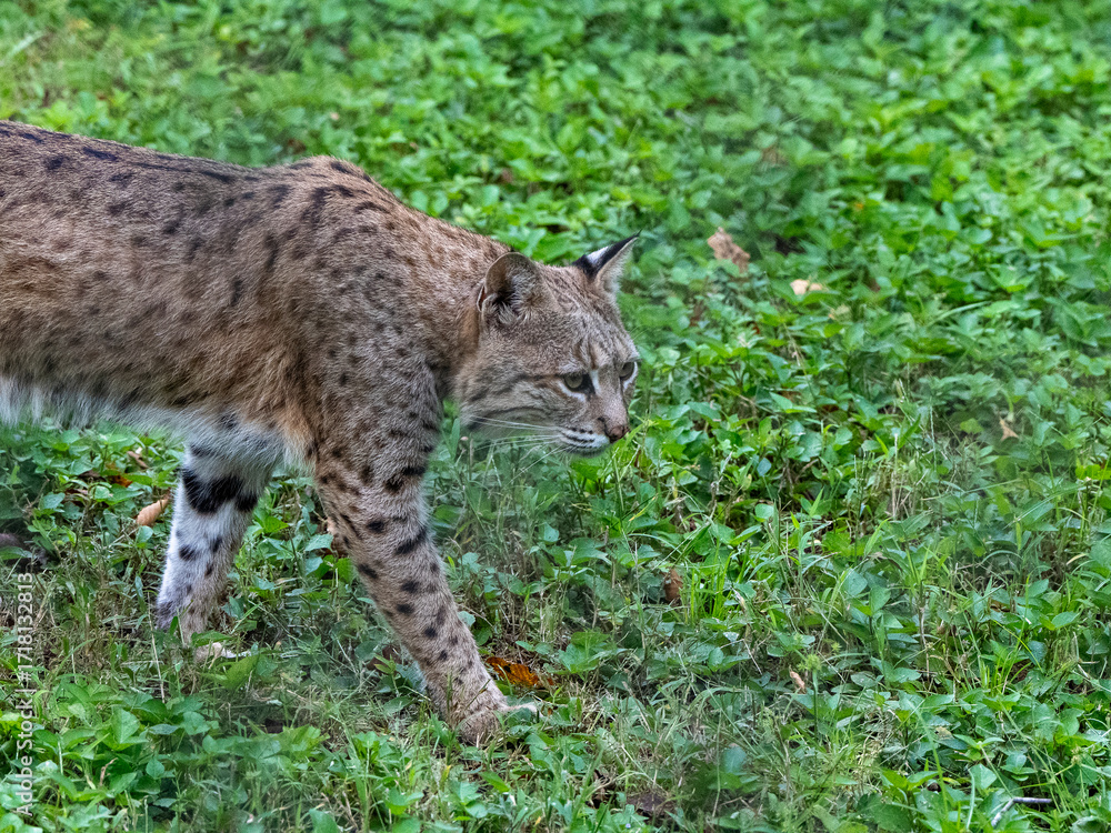 Obraz premium bobcat in the wild