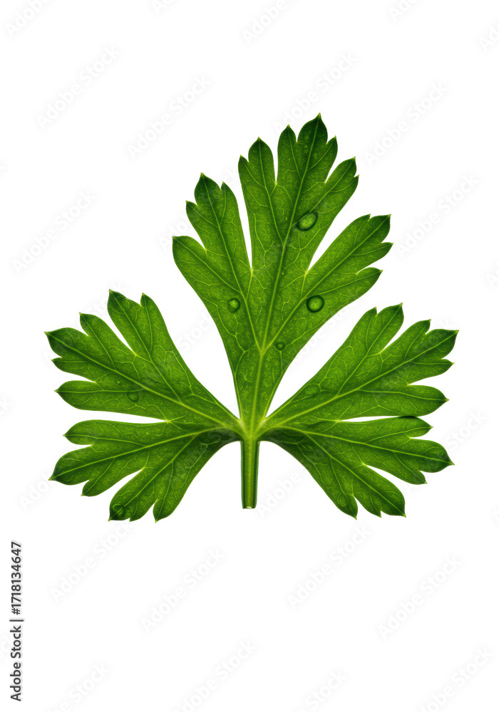 Naklejka premium Ultra-macro shot of vibrant emerald green parsley sprig, dew-kissed, torn leaves revealing intricate veined interior on transparent background. Concept of pristine botanical beauty