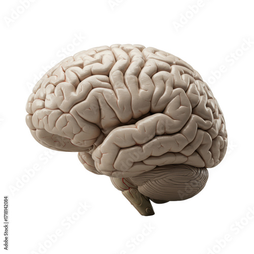 Meticulously presented human brain in precise cross-section, revealing intricate gray, white matter layers, glistening neural pathways on transparent. Scientific anatomical study