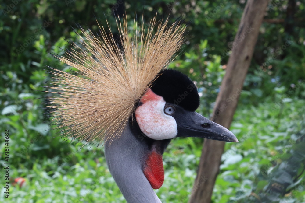 Fototapeta premium Majestic Crane Close-up: Captivating portrait of a crowned crane, showcasing intricate details of its stunning plumage and striking features.