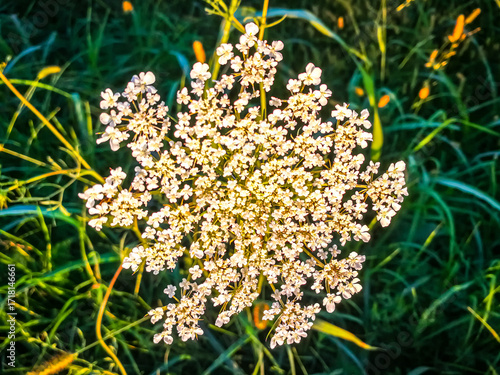 View of a wild carrot flower