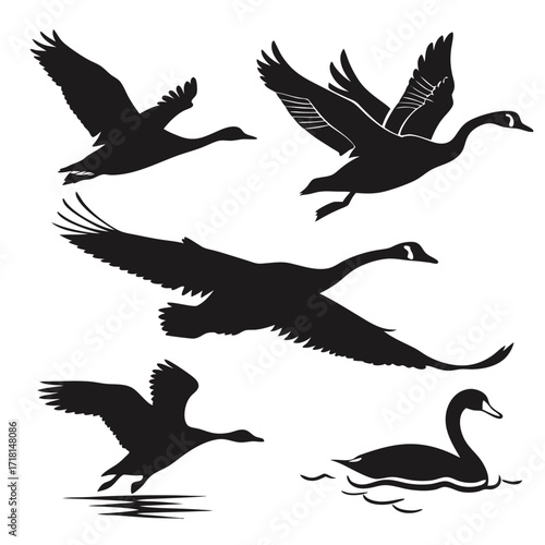 Black silhouettes of geese flying and swimming goose