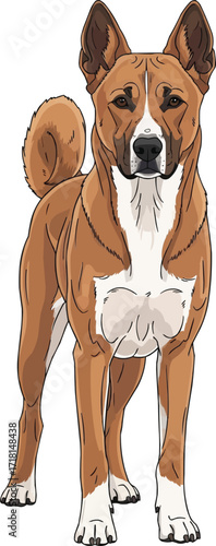 Canaan Dog standing facing front view vector illustration