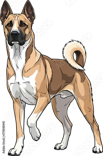 Canaan Dog standing alert focused front view vector illustration