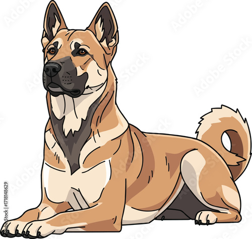 Canaan Dog lying down alert pose vector illustration