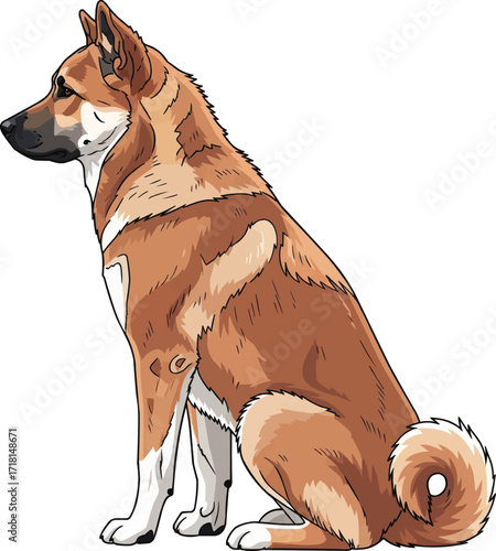 Canaan Dog sitting sideways looking away vector illustration