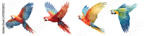 Exotic macaw parrots birds flight watercolor set isolated on transparent background
