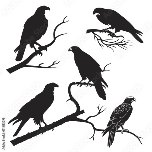 Five silhouette birds of prey on tree limbs raptor