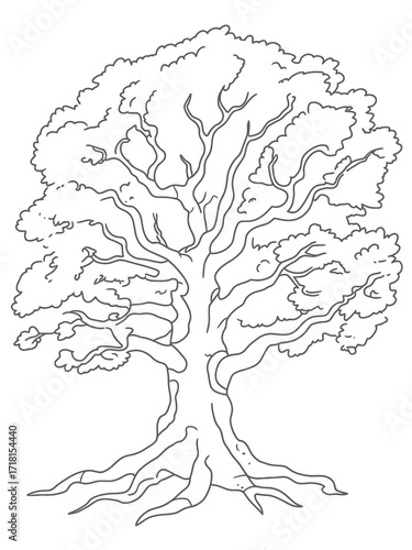 Detailed outline drawing of a large ancient oak tree with strong roots