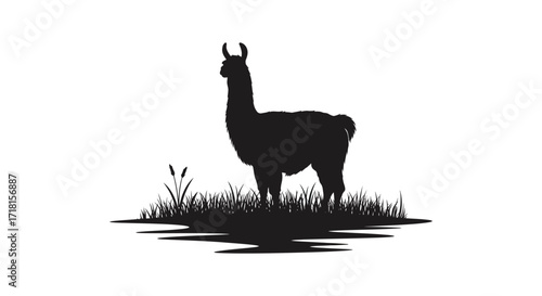 A striking silhouette of a llama standing in grassy terrain