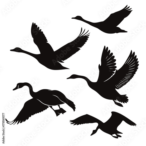 Silhouettes of Geese in Various Flight Poses goose