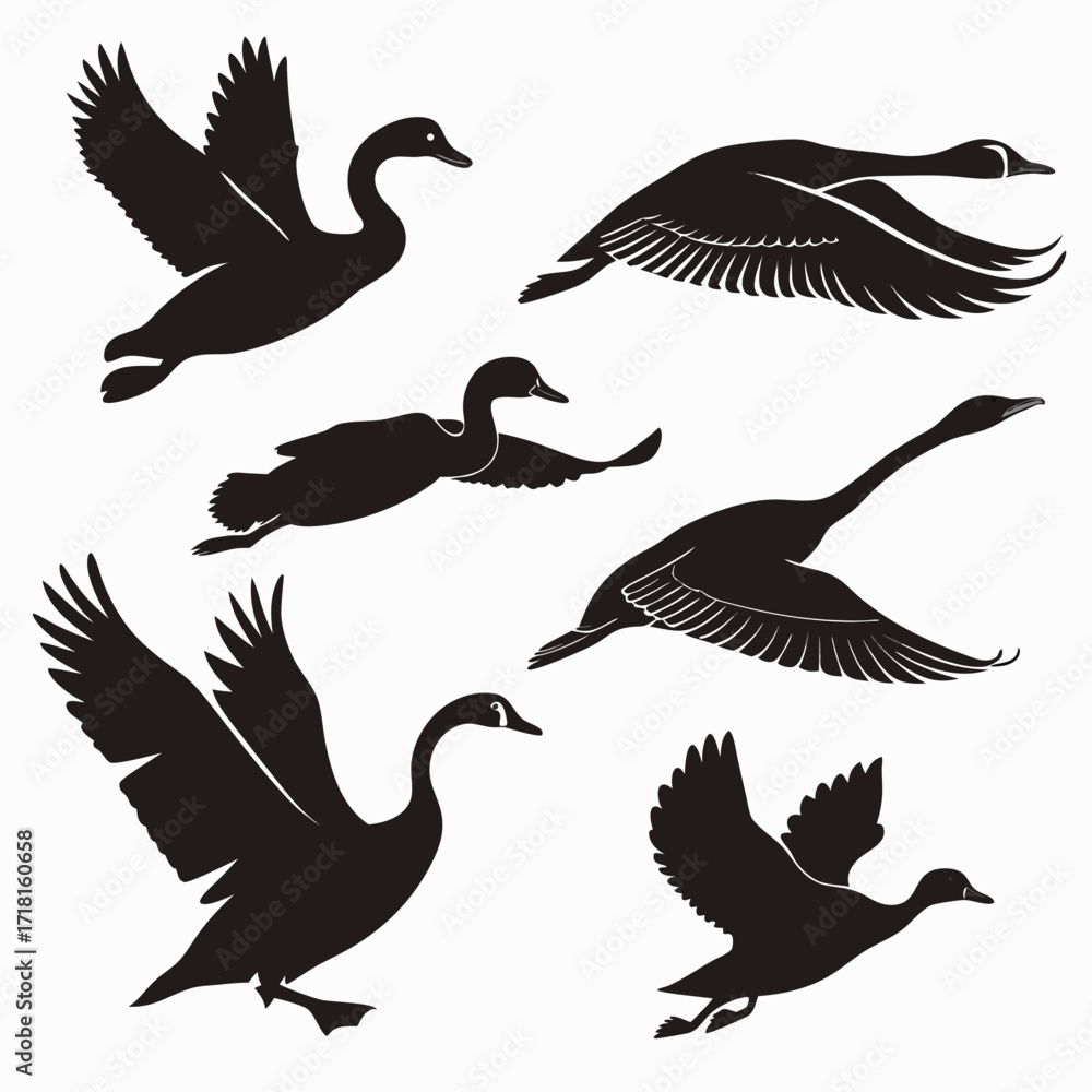 Fototapeta premium Six Swan Silhouettes in Flight and Landing Poses swans