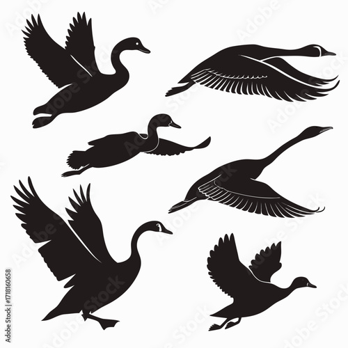 Six Swan Silhouettes in Flight and Landing Poses swans